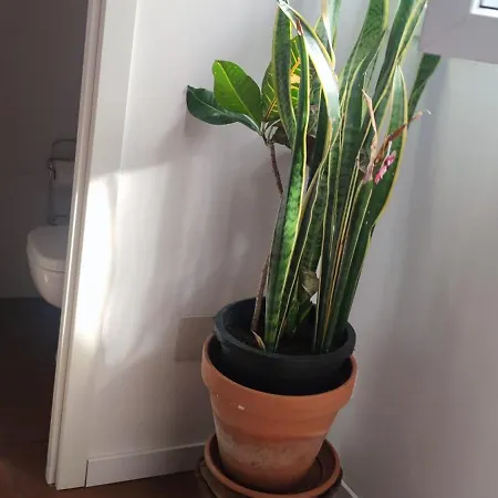 Privat bolig Casa El Drago-tafira Baja