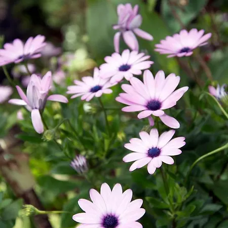 Casa El Drago-tafira Baja *