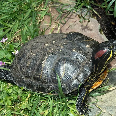 Privat bolig Casa El Drago-tafira Baja Las Palmas de Gran Canaria