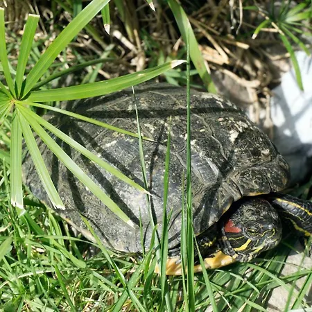 Casa El Drago-tafira Baja *