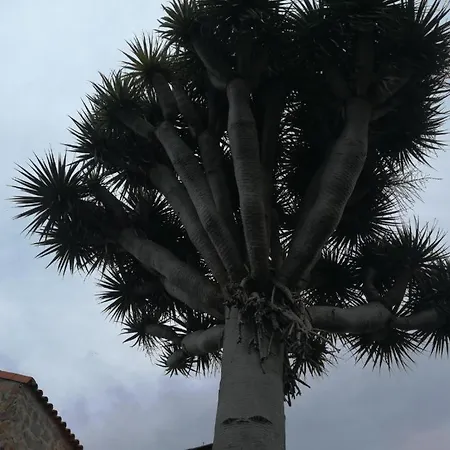 Casa El Drago-tafira Baja Alloggio in famiglia *