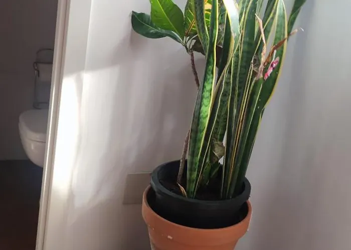 Quarto em Acomodações Particulares Casa El Drago-tafira Baja