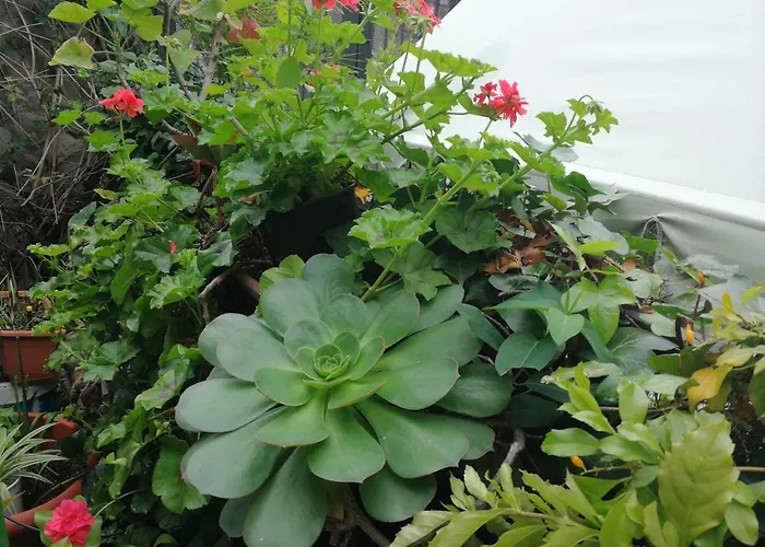 Quarto em Acomodações Particulares Casa El Drago-tafira Baja Las Palmas de Gran Canárias