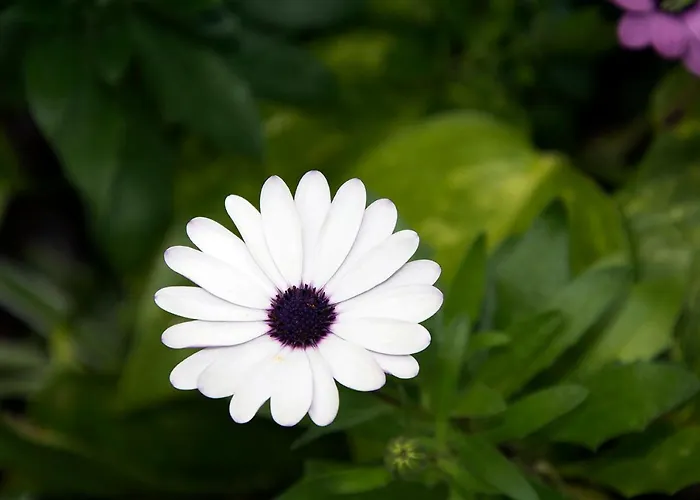 Casa El Drago-tafira Baja *