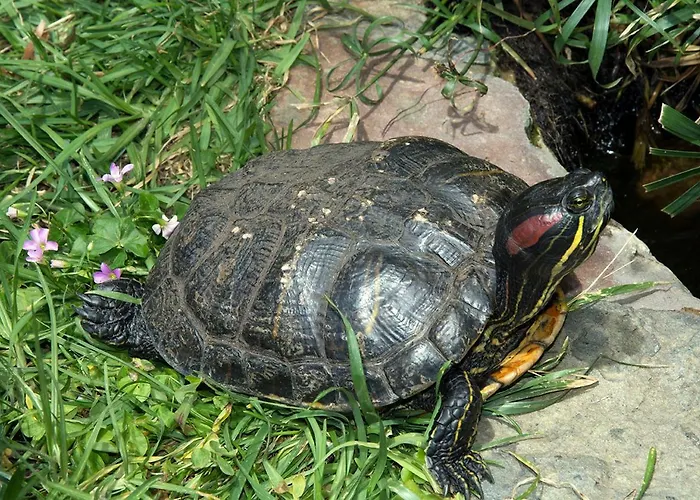 Quarto em Acomodações Particulares Casa El Drago-tafira Baja Las Palmas de Gran Canárias