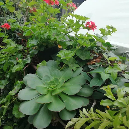 Проживання в сім'ї Casa El Drago-tafira Baja Лас-Пальмас-де-Гран-Канарія