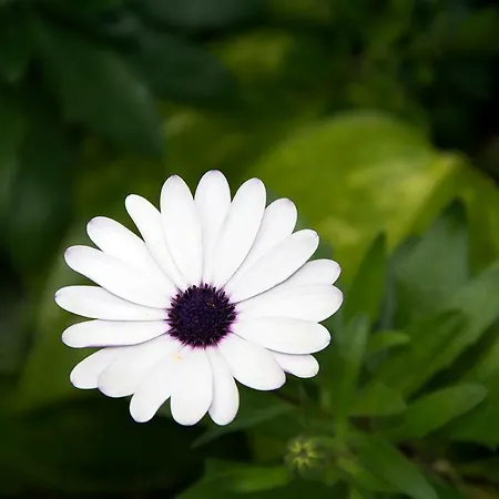 Casa El Drago-tafira Baja *