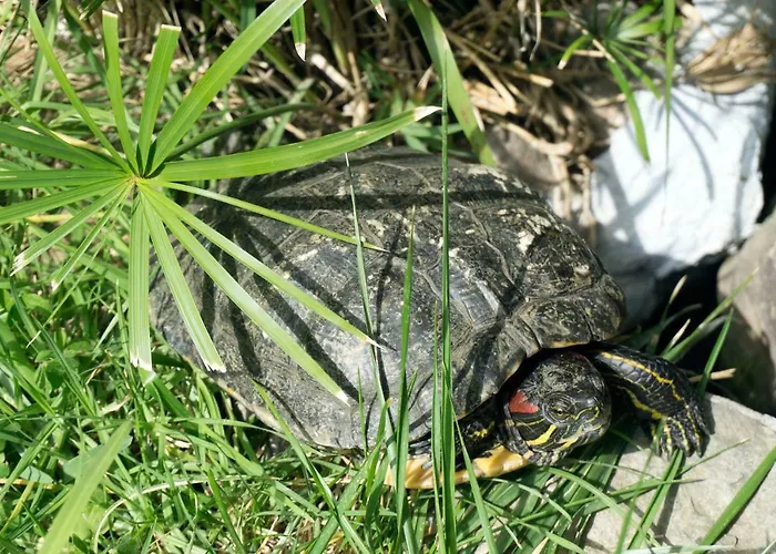Casa El Drago-tafira Baja *